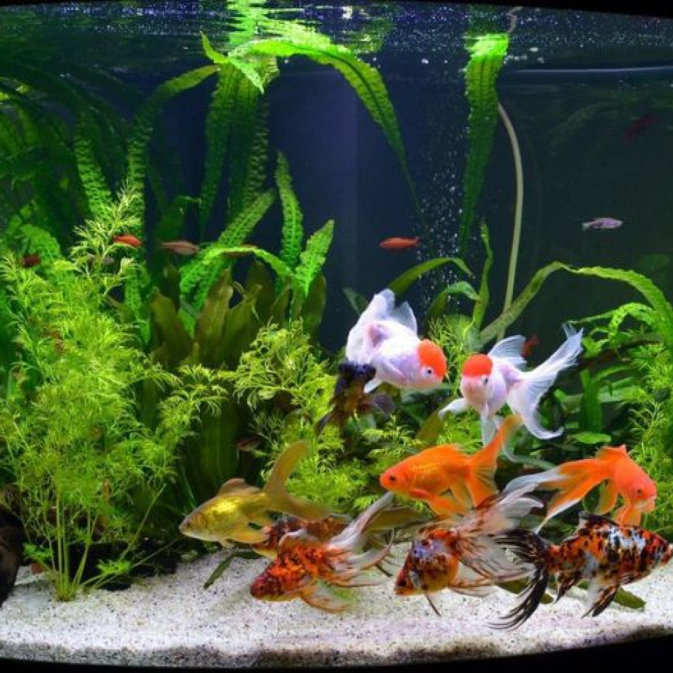 ivenshop-imgCatégorie_aqua01