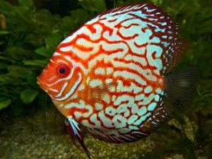 iventshop-imgPoisson_discus001