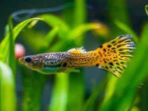 iventshop-imgPoisson_guppy001