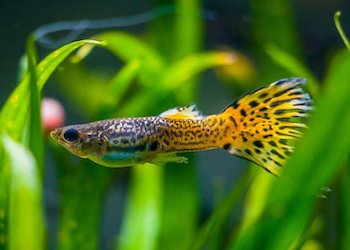 iventshop-imgPoisson_guppy001