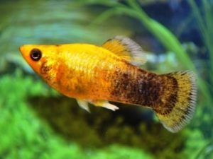 iventshop-imgPoisson_molly001