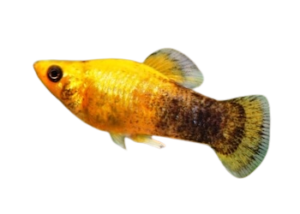 Jusqu’à 50 % de réduction