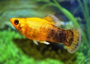 iventshop-imgPoisson_molly001