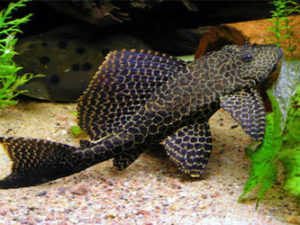 iventshop-imgPoisson_plecoNettoyeur001