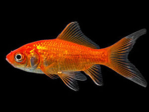 iventshop-imgPoisson_poisson-rouge001