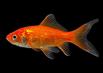 iventshop-imgPoisson_poisson-rouge001