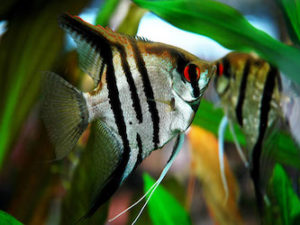 iventshop-imgPoisson_scalaire001