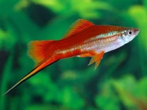 iventshop-imgPoisson_xipho001